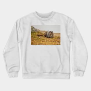 Hoary Marmot Crewneck Sweatshirt